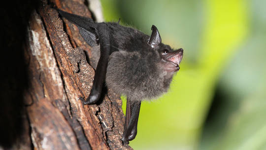 Bats not to blame for Covid-19 – study